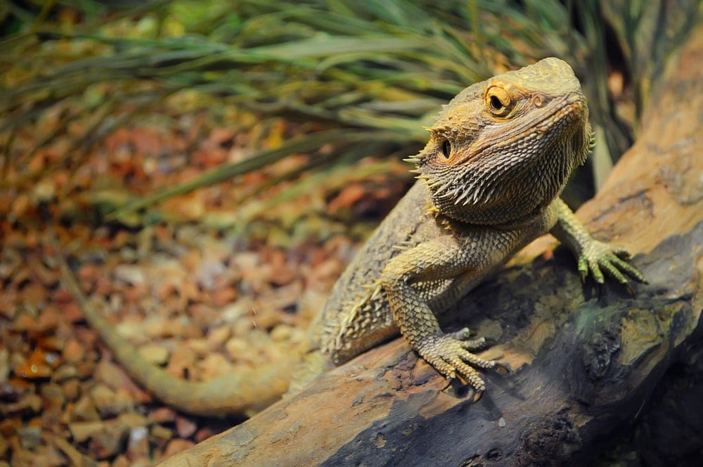 How big will your bearded dragon get? “Petsoid