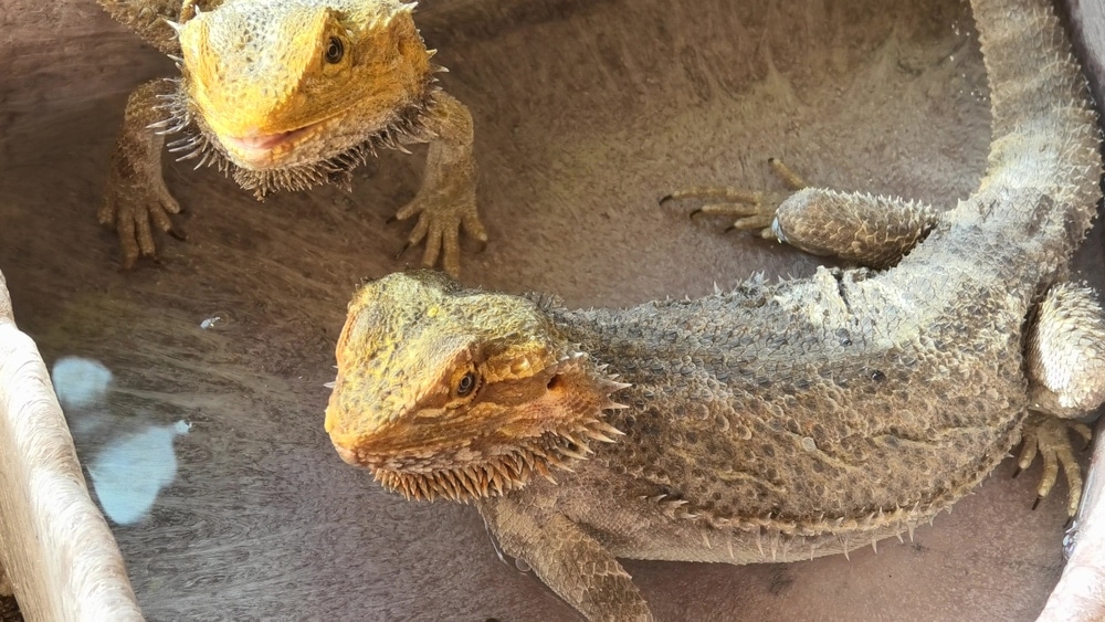 Easy Peasy Guide To Breeding Bearded Dragons » Petsoid