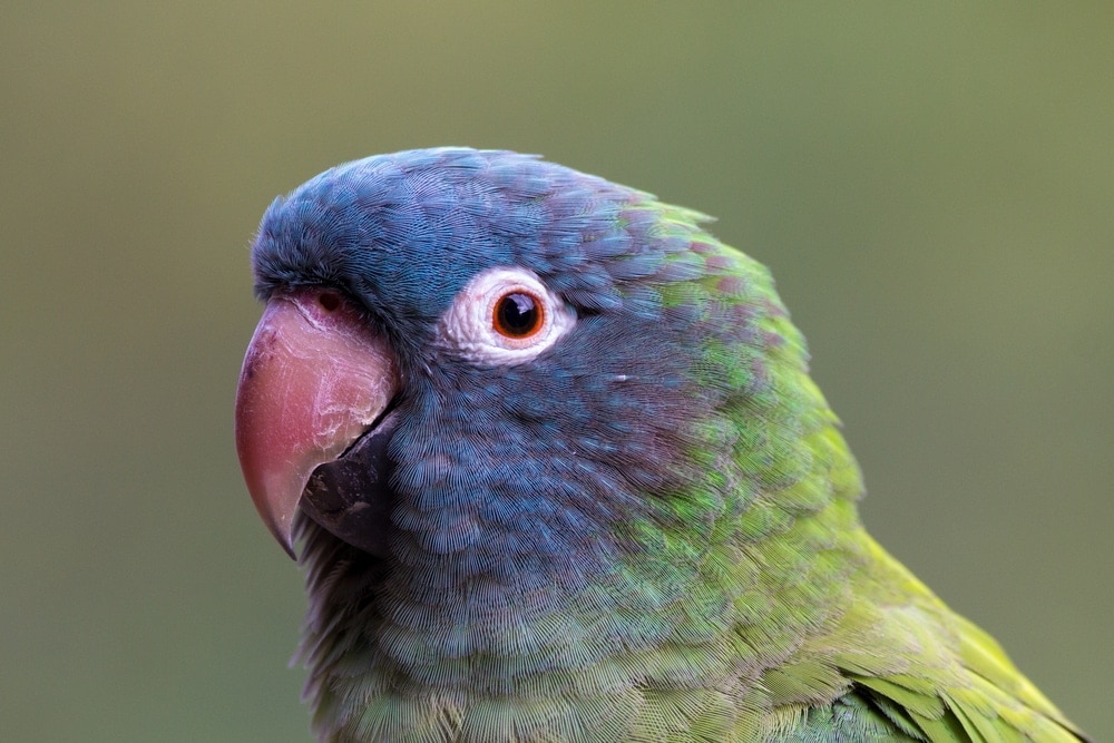 Blue Crowned Conure Care Guide Diet & Lifespan » Petsoid