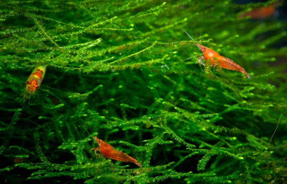 Cherry shrimp / Neocaridina shrimp Care guide » Petsoid