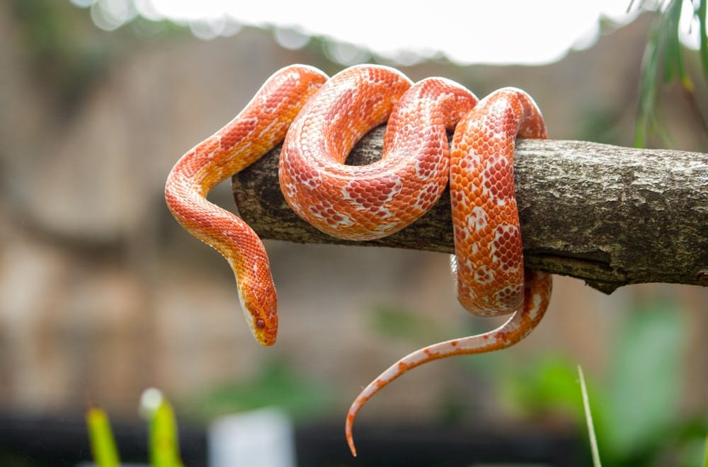 Corn Snake Care Guide & Prices » Petsoid