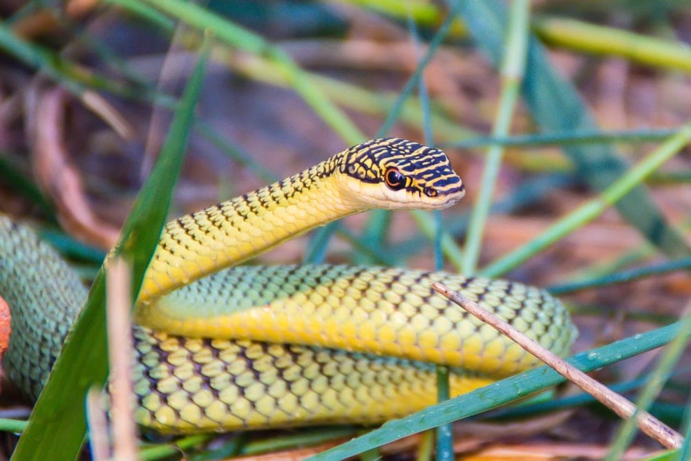 Cutest Pet Snake Breeds » Petsoid
