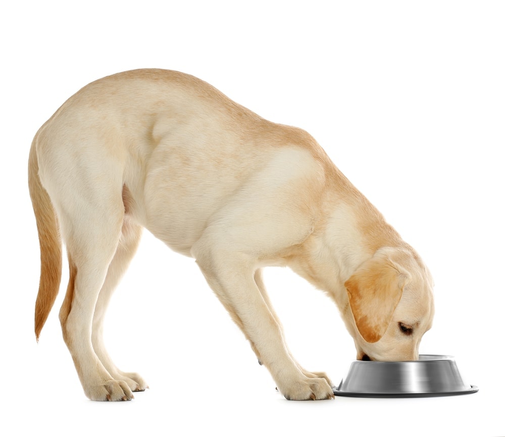 Can Dogs Eat Mustard? Is Mustard Safe For Dogs? » Petsoid