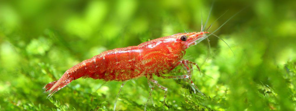 Cherry shrimp / Neocaridina shrimp Care guide Petsoid