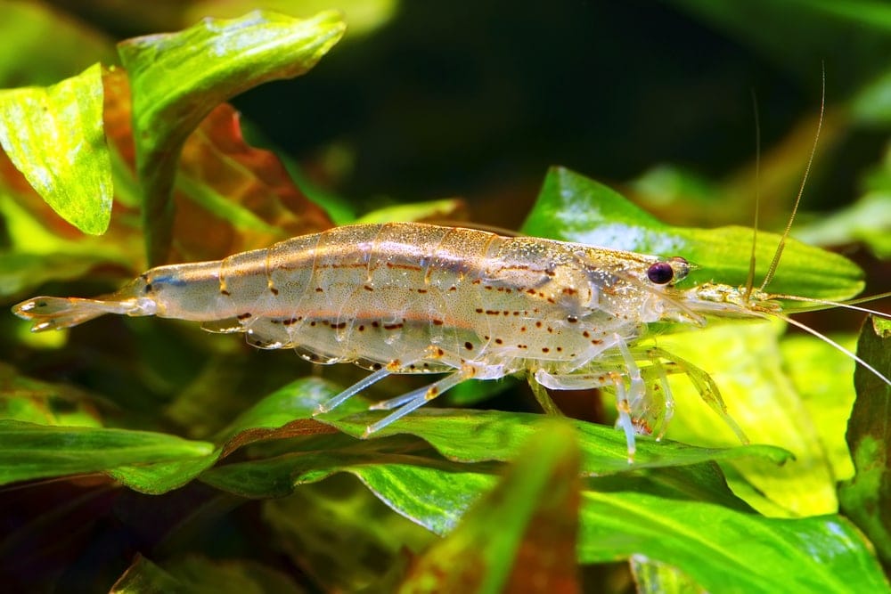 Amano Shrimp Get rid of your Algae’s & Care Guide » Petsoid