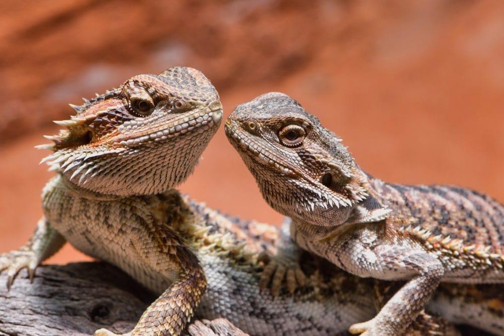How do you tell the sex of a bearded dragon?