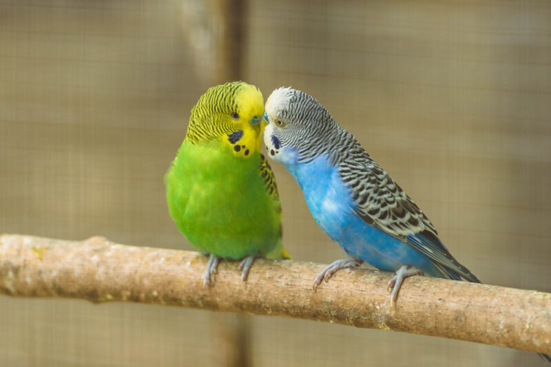 How Long Do Parakeets live on Average? » Petsoid