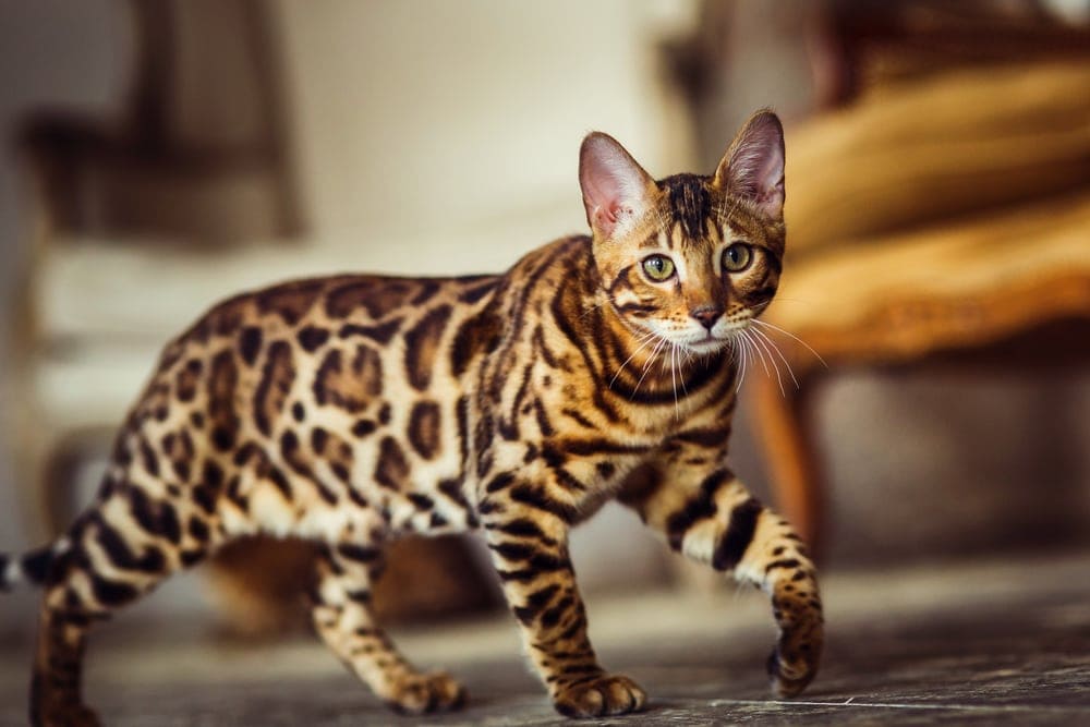8 Cat Breeds That Look Like Wild Cats » Petsoid