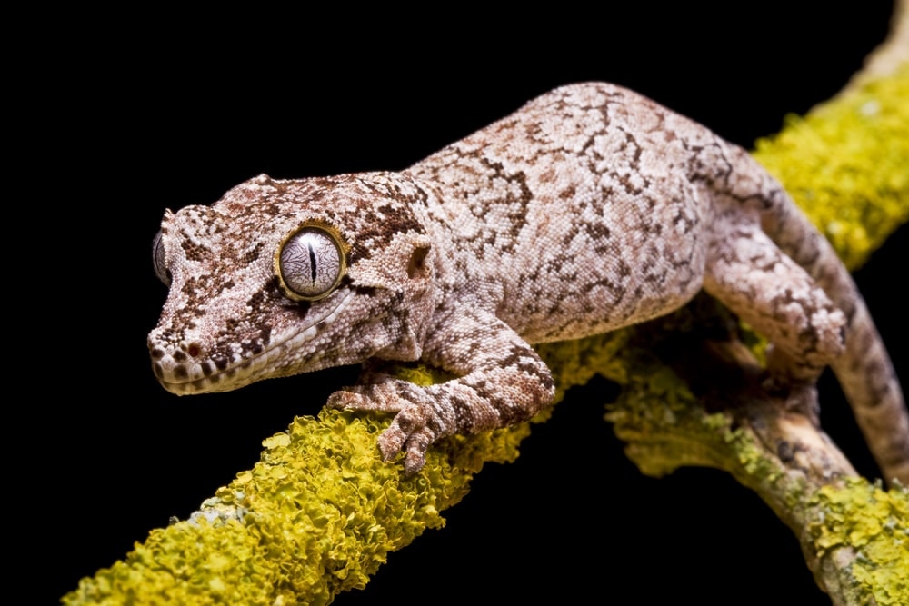 Gargoyle Gecko Care Guide Diet, Lifespan & More » Petsoid