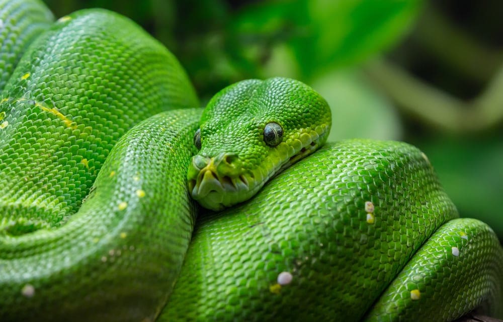 Green Tree Python Care guide & Info » Petsoid