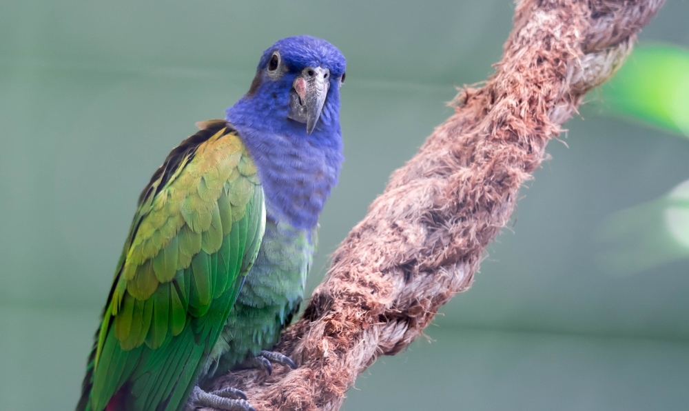Best Birds For Apartment Living » Petsoid