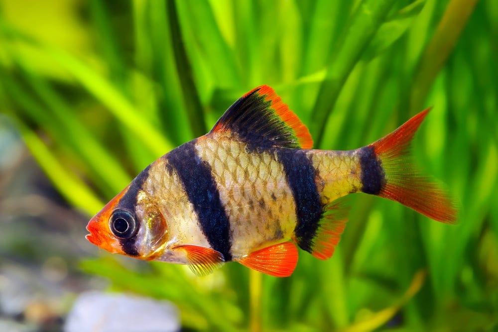 10 Most Aggressive Freshwater Fish » Petsoid