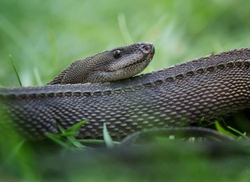 Dragon Snake Care guide Diet, Lifespan & More » Petsoid