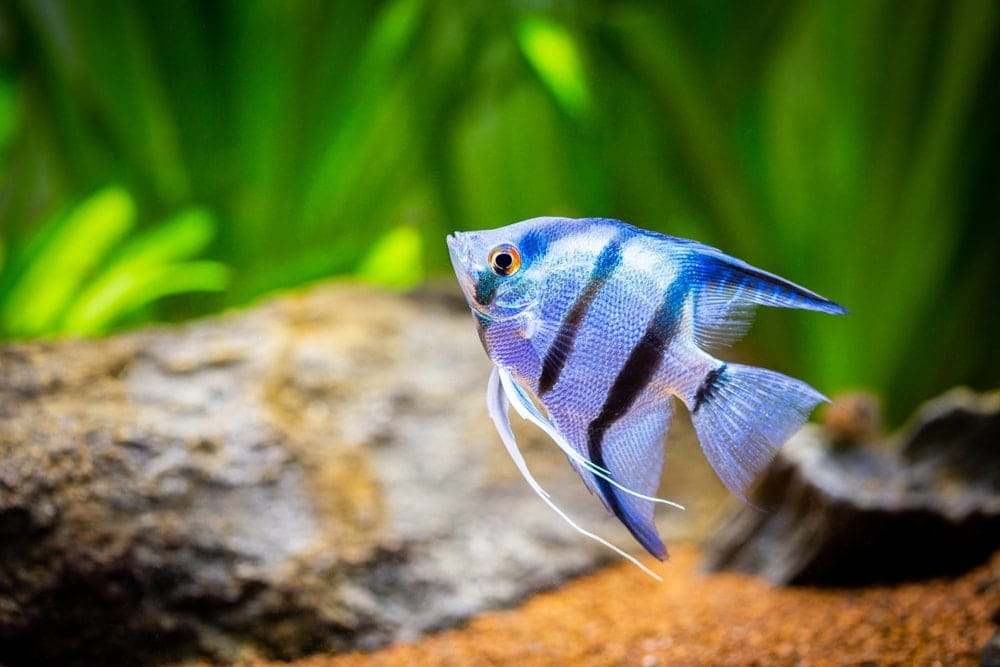 Different Types Freshwater Angelfish » Petsoid