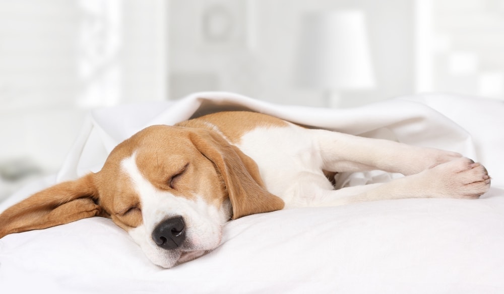 Why Your Dog is Howling in its Sleep » Petsoid