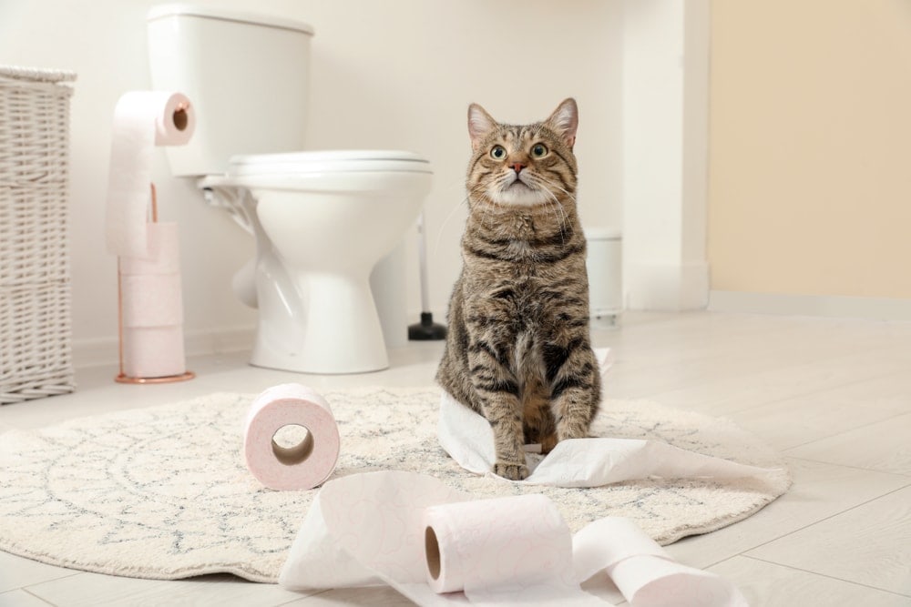 Should You Train Your Cat to Use the Toilet? » Petsoid