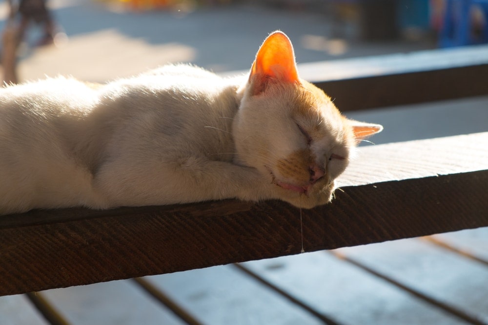 Why Do Cats Drool When They Are Happy? » Petsoid