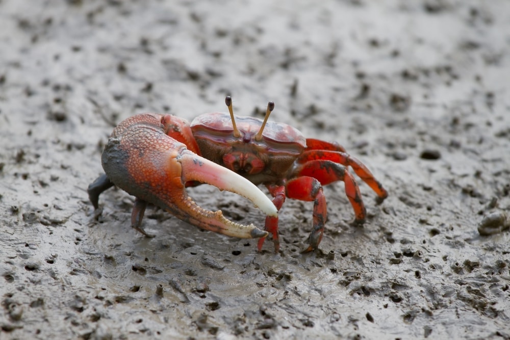 7 Freshwater Aquarium Crabs Types » Petsoid
