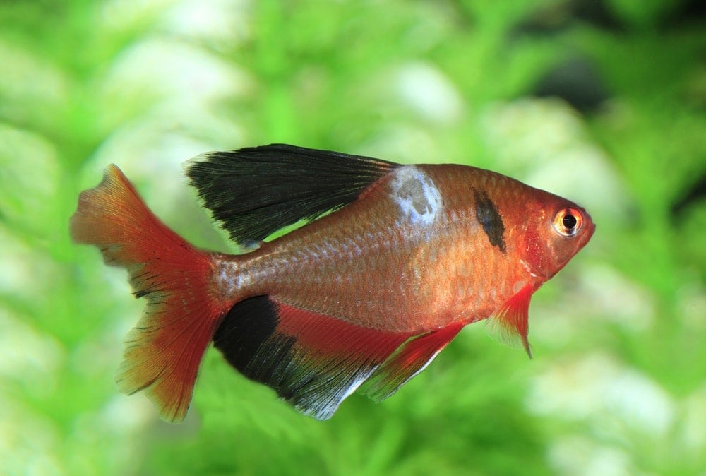4 Common Fish Diseases How to Avoid Them » Petsoid