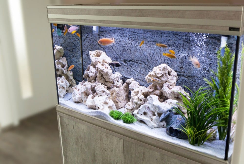 20 Gallon Fish Tank Tips & Information » Petsoid
