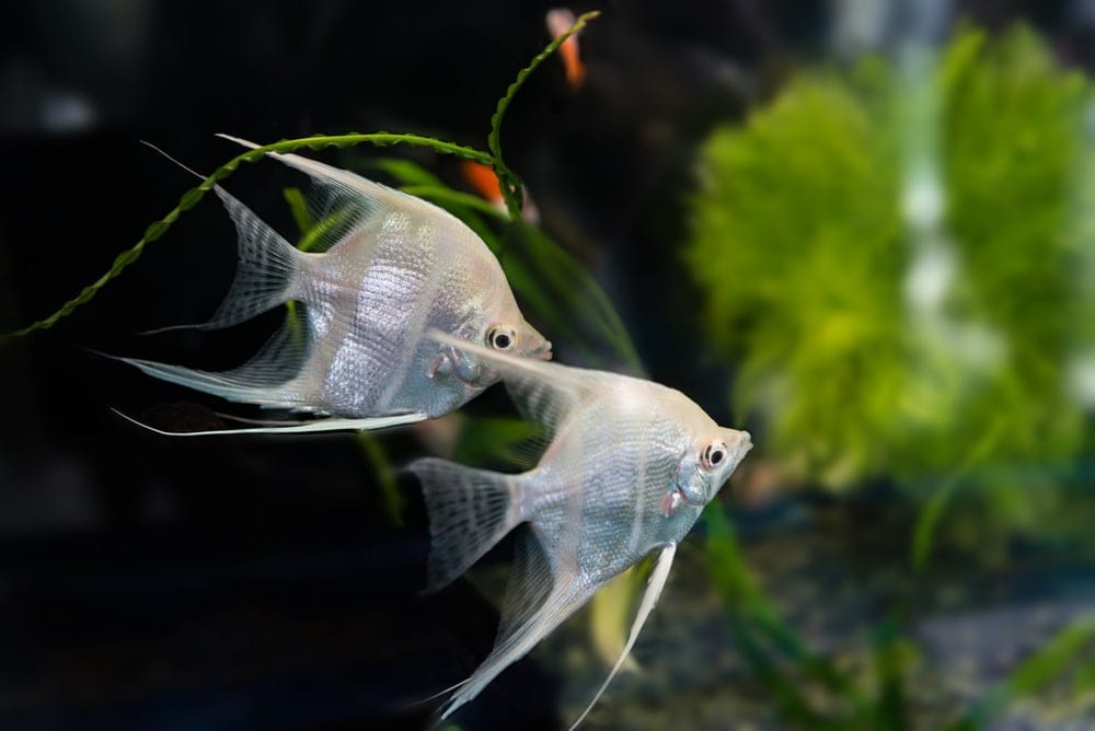Different Types Freshwater Angelfish » Petsoid
