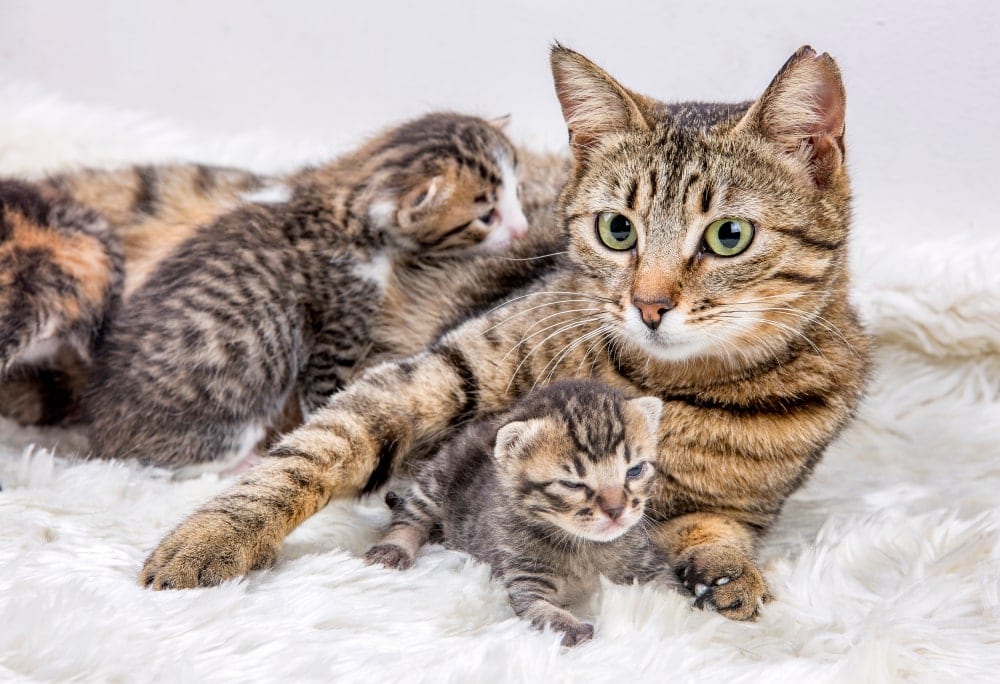 Why do Mother Cats Hide their Kittens? » Petsoid