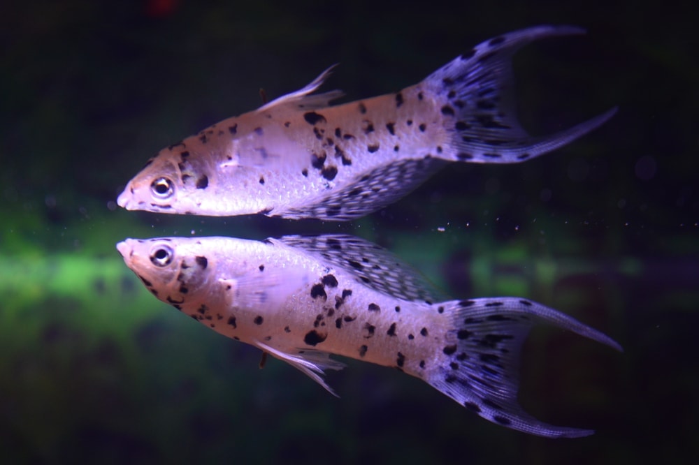 Molly Fish Care Guide & Info Petsoid