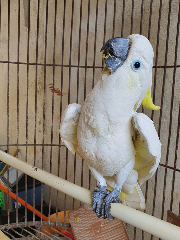 Why Do Some Pet Birds Dance to Music? » Petsoid