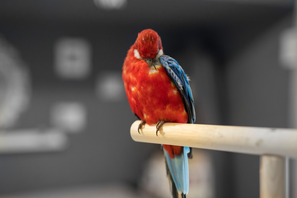 Why Do Birds Pluck Their Feathers? » Petsoid