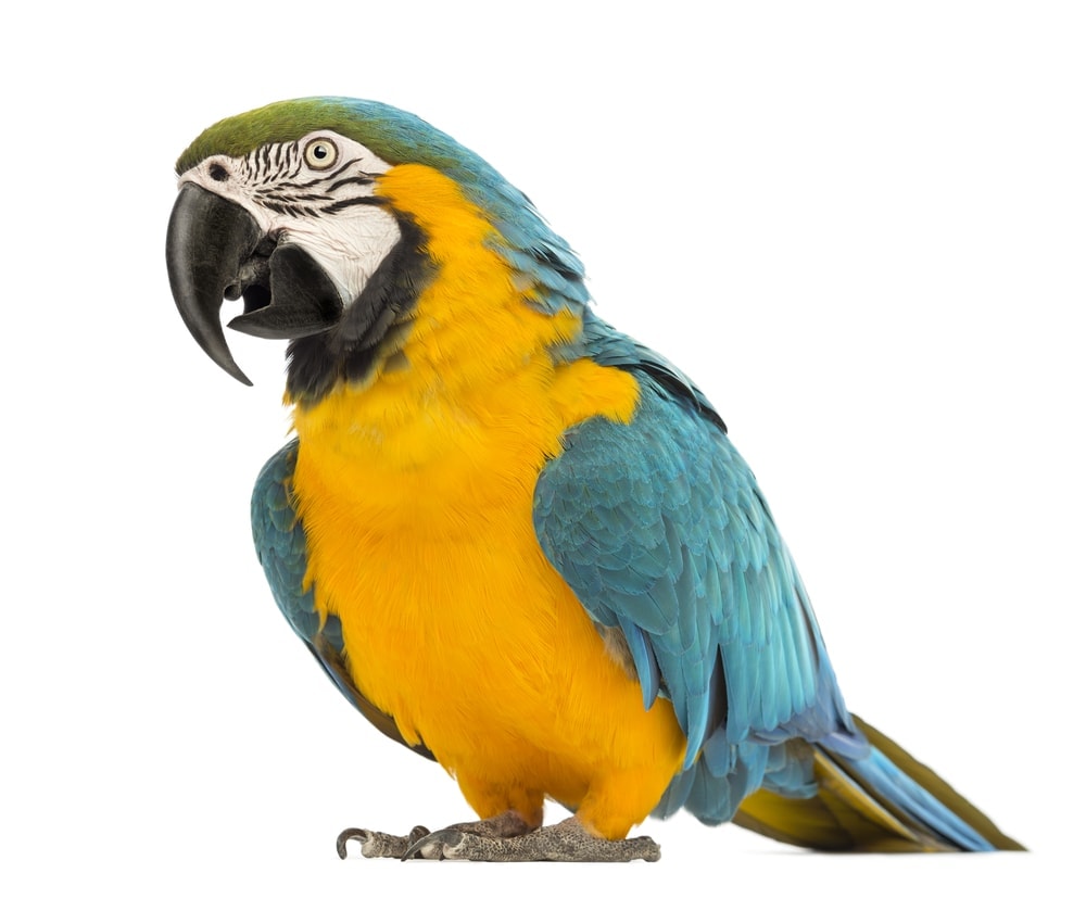 How Long do Parrots Live? » Petsoid