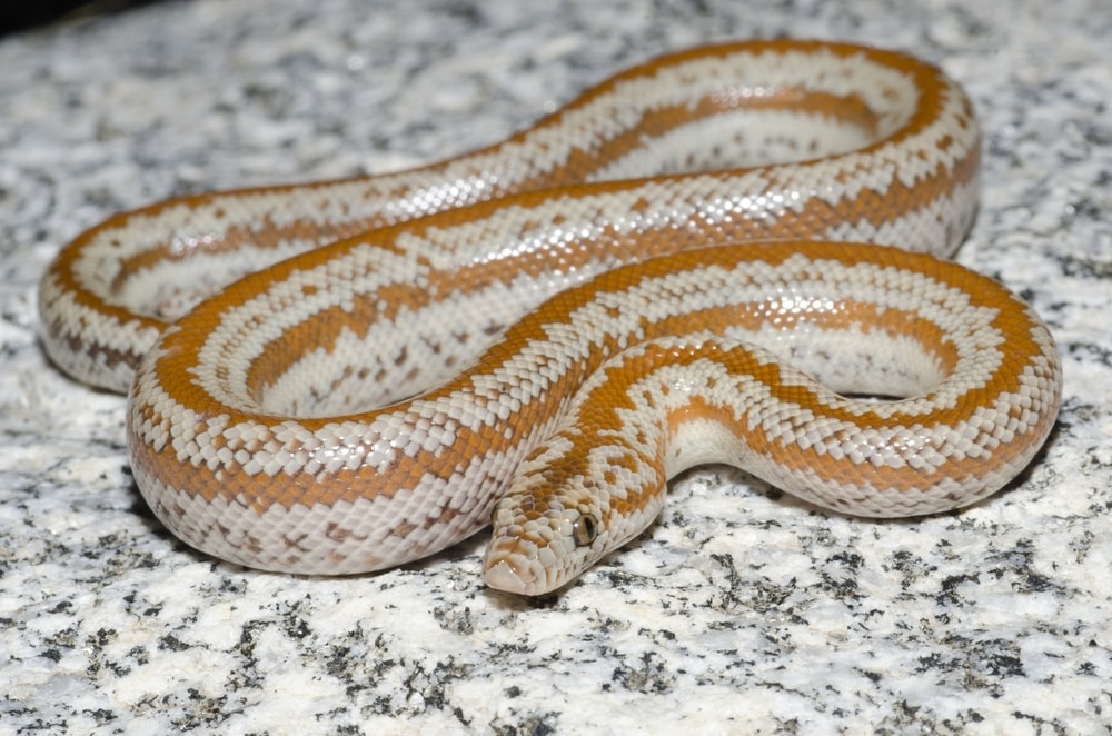 Rosy Boa Care Guide & Prices » Petsoid
