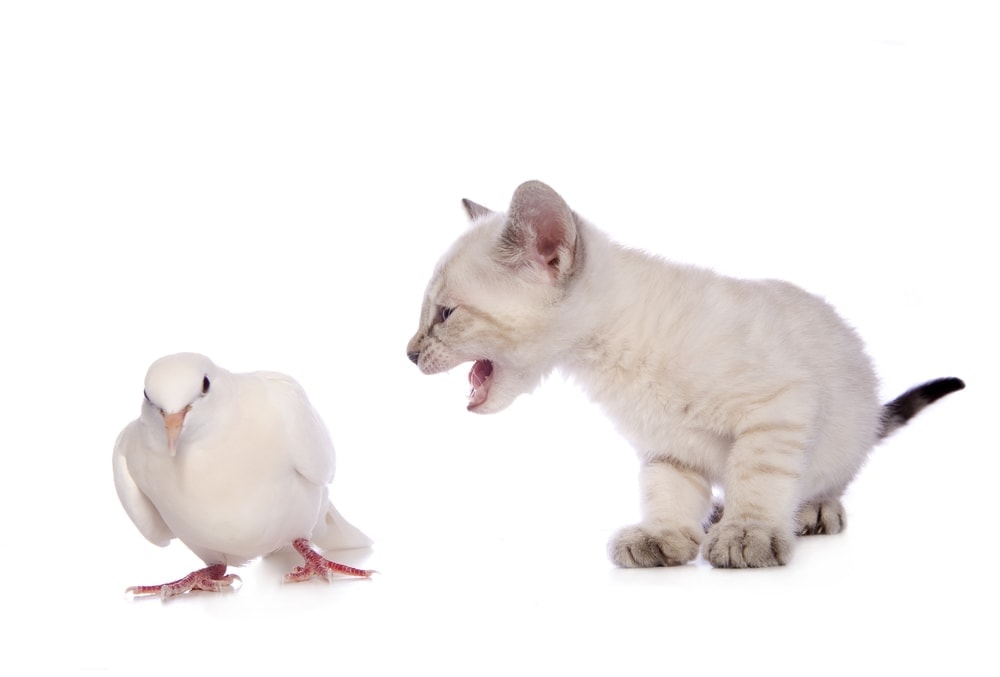 Can Cats and Birds Talk to Each Other » Petsoid