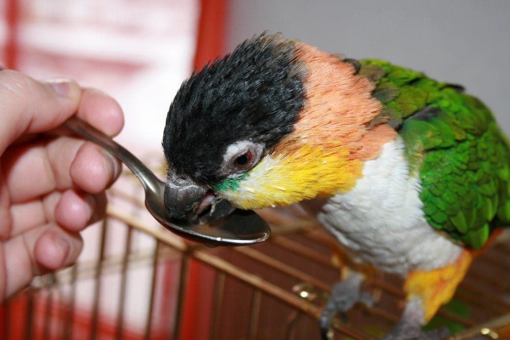 Foods Toxic To Pet Birds » Petsoid
