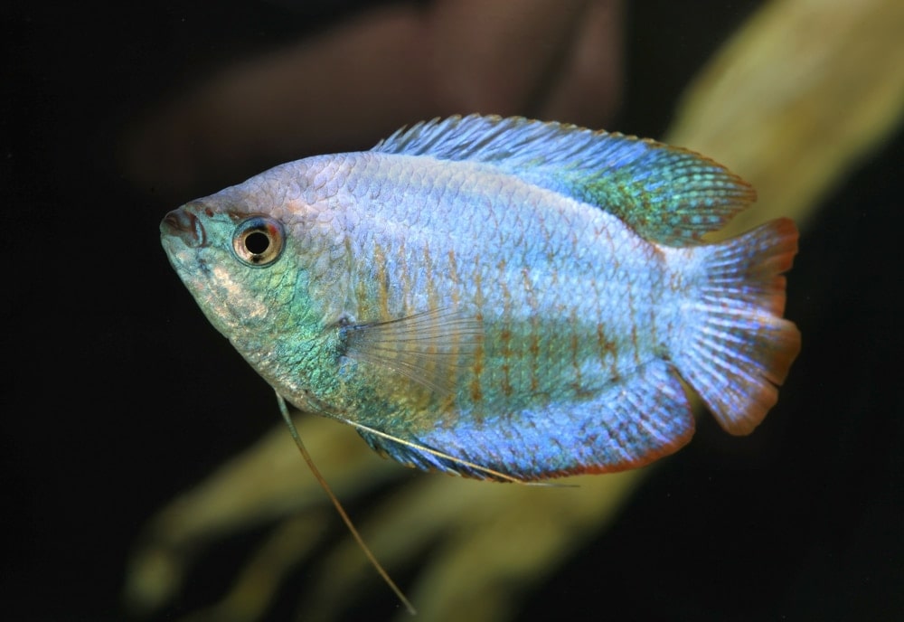 Dwarf Gourami Care Guide Types, Breeding & More » Petsoid