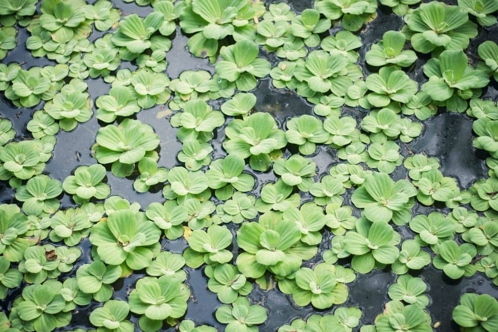 10 Best Floating Aquarium Plants for Beginners » Petsoid