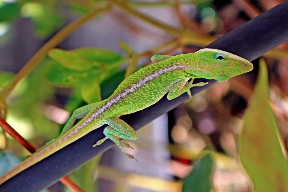 Anoles Breeding Guide & Information » Petsoid