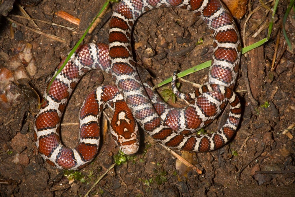 Eastern Milk Snake Care Guide & Info Petsoid
