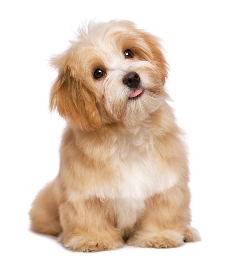 My Dog Ate Ant Trap What should I do? » Petsoid