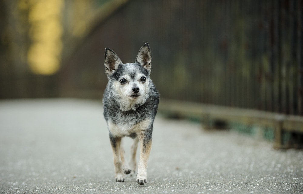 How long Do Chihuahuas Live For? Petsoid