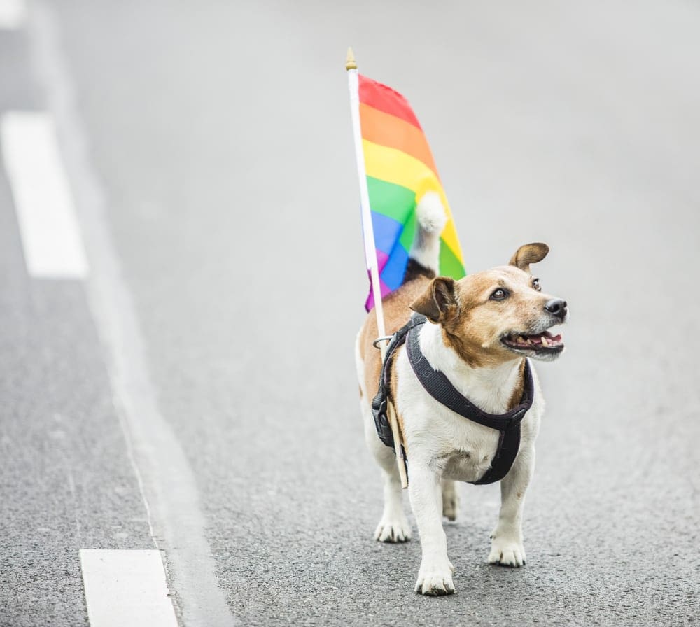 Can Dogs be Gay? » Petsoid