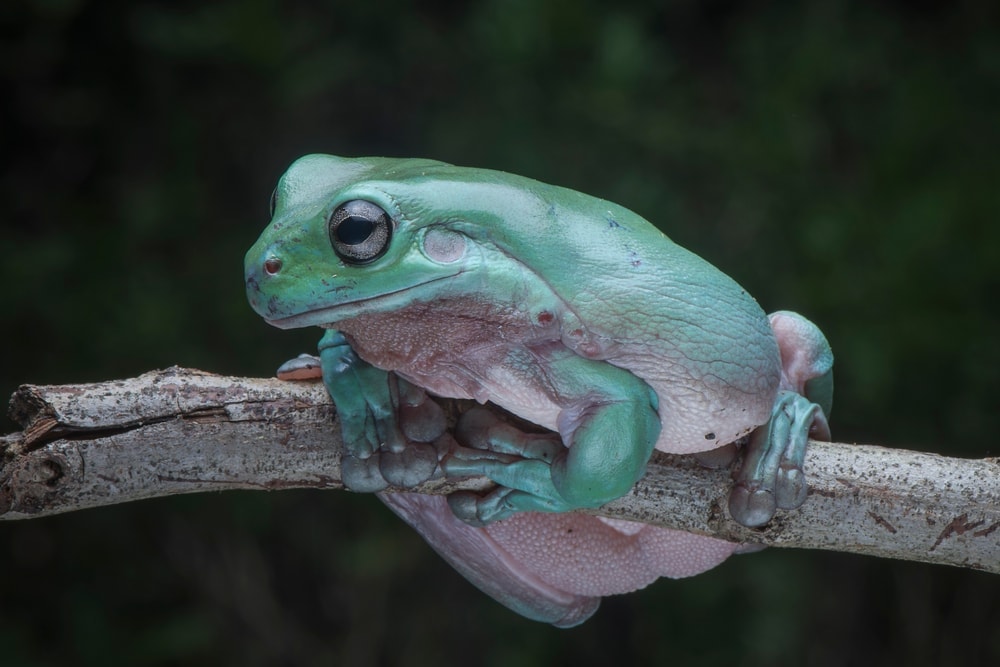 White's Tree Frog Care Guide Diet, Lifespan & More » Petsoid