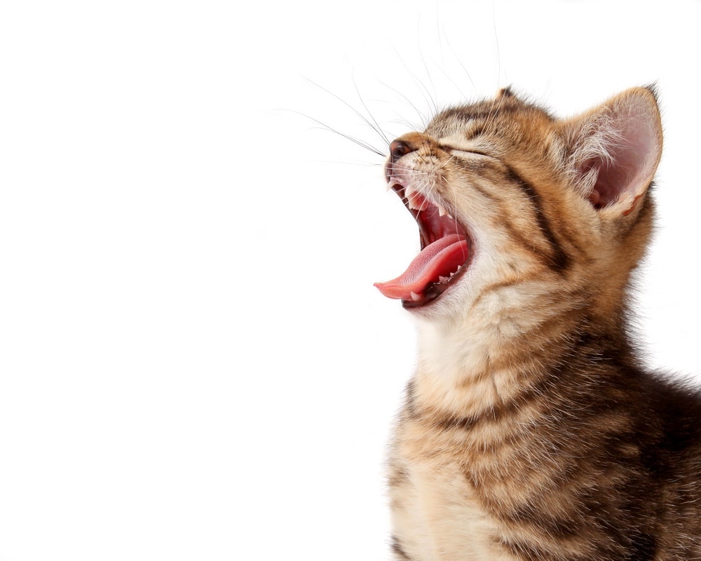 Do Cats Cry? What You Need to Know About It » Petsoid