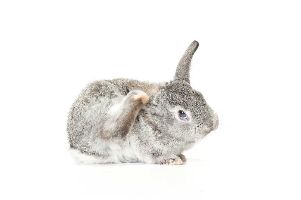 How to Treat Pet Rabbit Fleas Information Petsoid