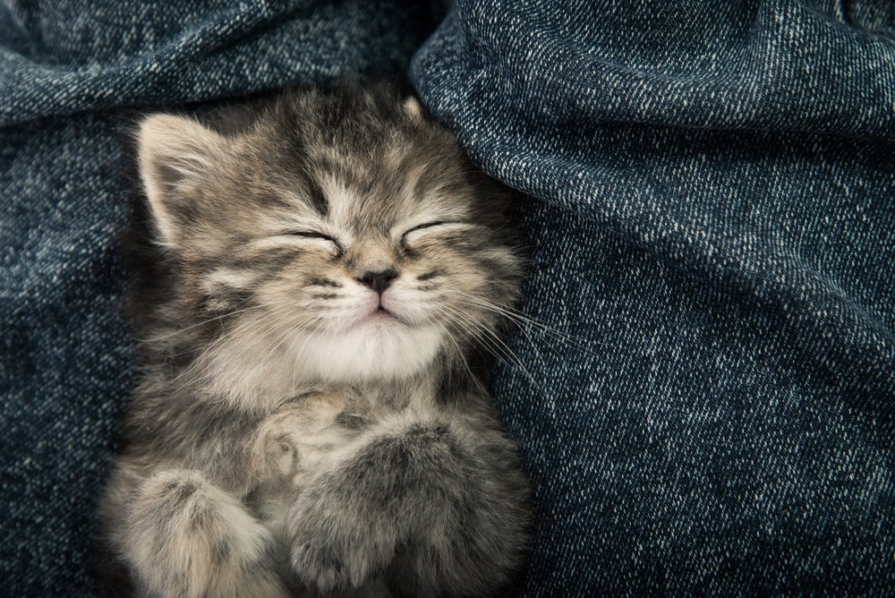 How to Train a Kitten to Sleep at Night? » Petsoid