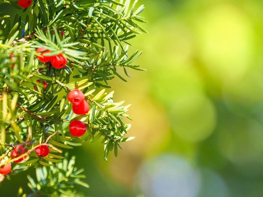 10 Poisonous Plants To Horses » Petsoid