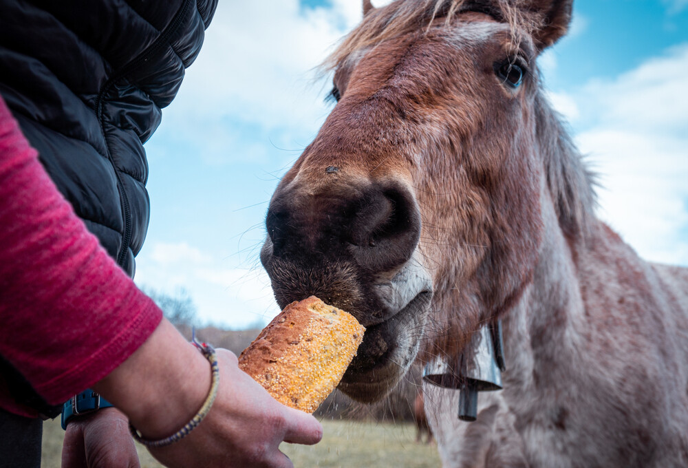 What Do Horses Eat? Food Guide » Petsoid
