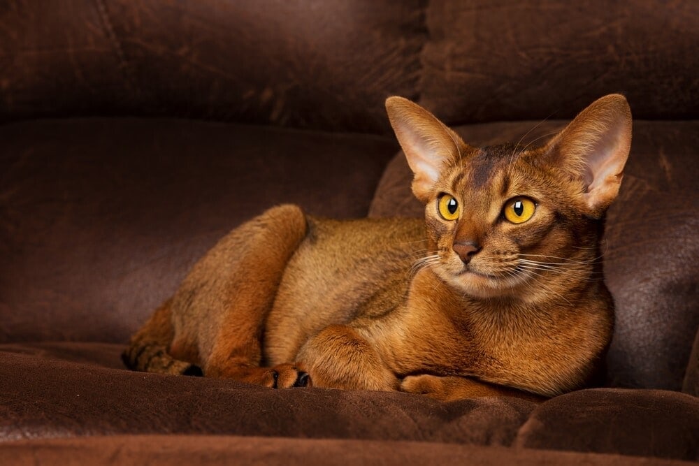 Abyssinian Cat Care Guide & Price » Petsoid