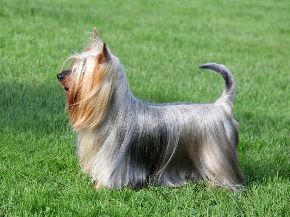 10 Best Hypoallergenic Dogs Dogs That Don't Shed » Petsoid