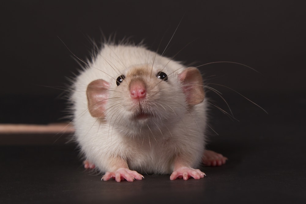 Dumbo Rat ??? Care Guide & Info ?? Petsoid
