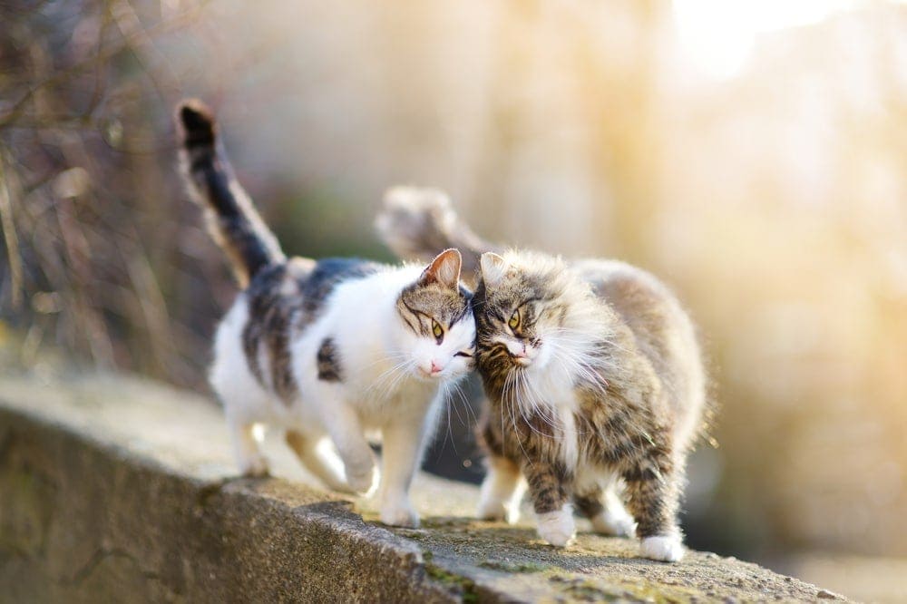 How Do Cats Communicate With Eachother? » Petsoid